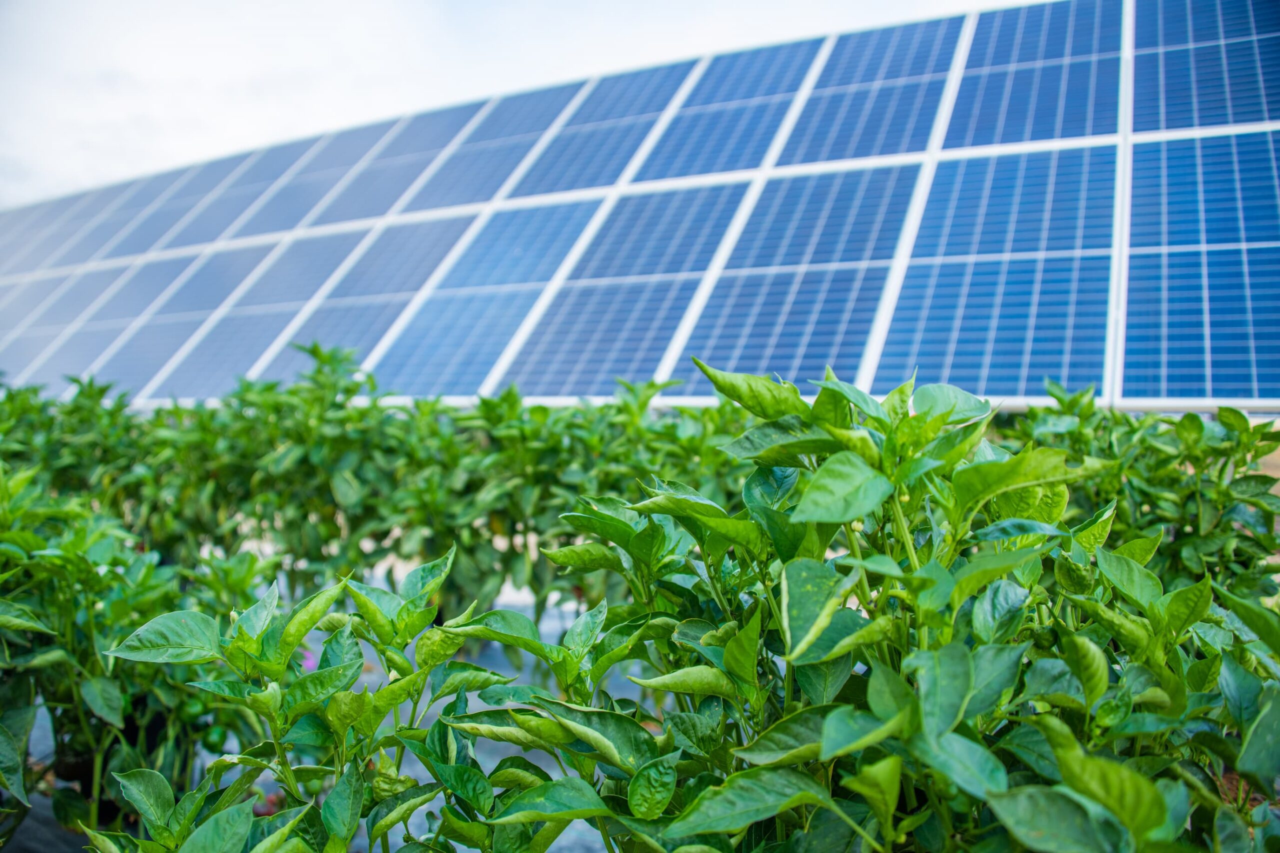 Agrovoltaika spojující zemědělství a energetiku funguje jen v zahraničí